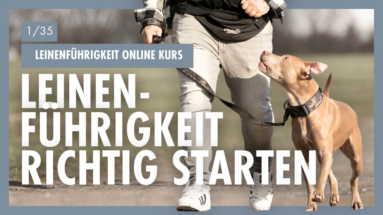 Das Bild zeigt einen fröhlichen Corgi-Hund, der seine Zunge herausstreckt. Der Hund scheint sich im Freien zu befinden. Über dem Hund befindet sich ein Text in Deutsch, der "Leinenführigkeit Tag 1 GRUNDBEDÜRFNISSE DEINES HUNDES" lautet. Links oben im Bild