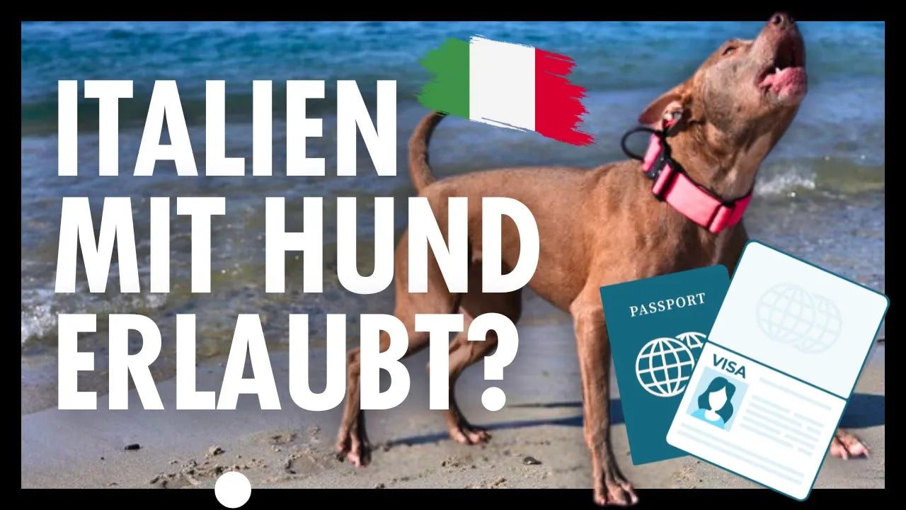 Seelenhund Amstaff Vito