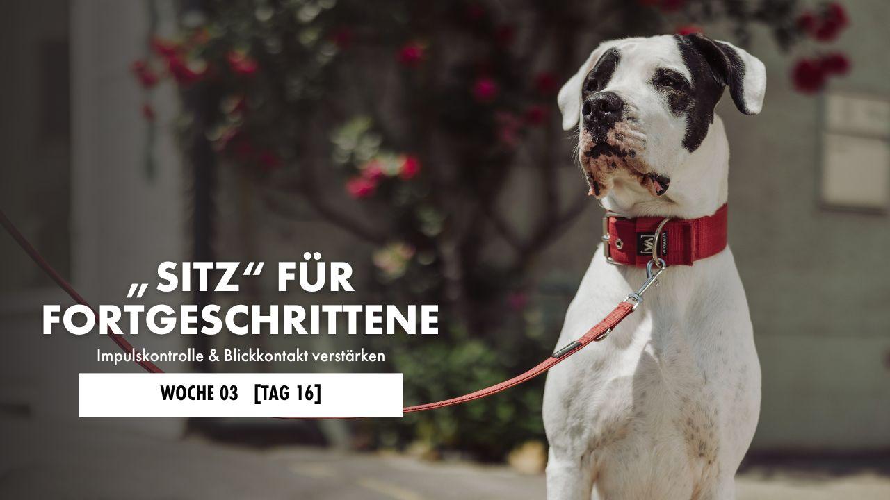 Hund liegt auf der Decke