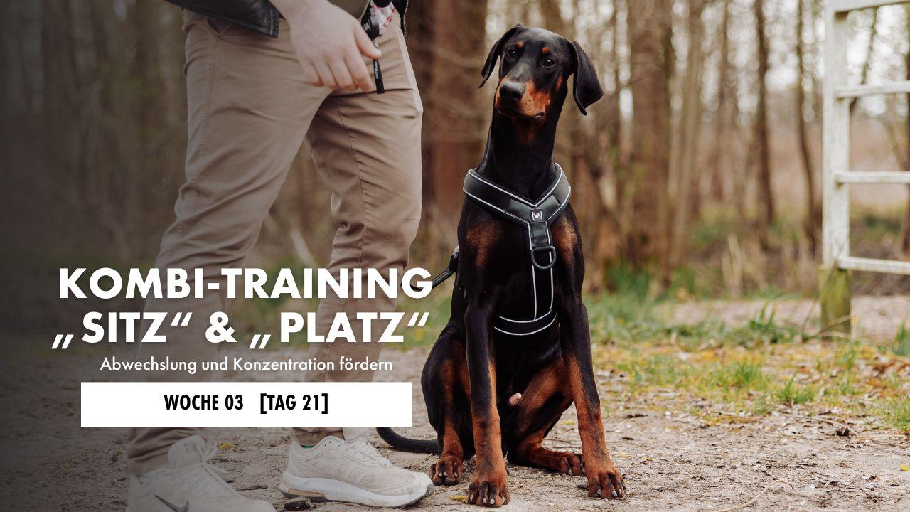 Hund liegt auf der Decke