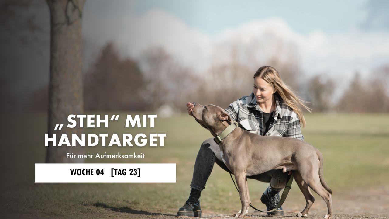 Hund liegt auf der Decke