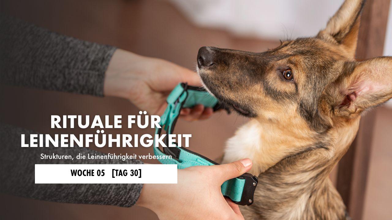 Hund liegt auf der Decke