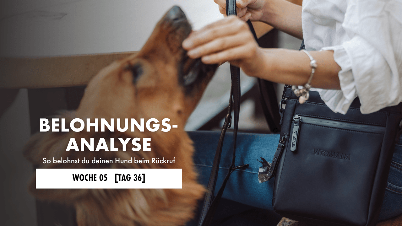 Hund sitzzt neben seinem Halter und bekommt ein Leckerli