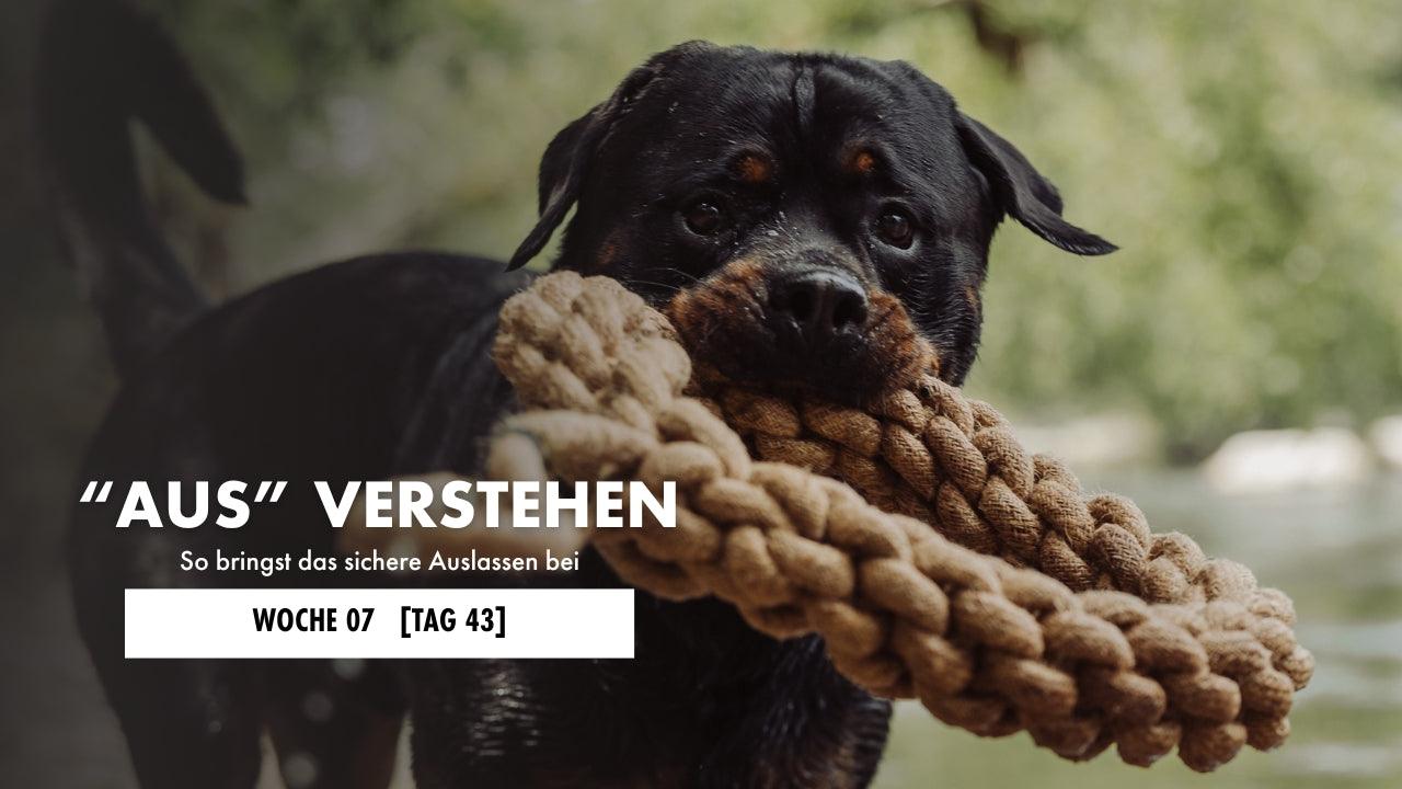 Rottweier hält Zerrspielzeug im Maul