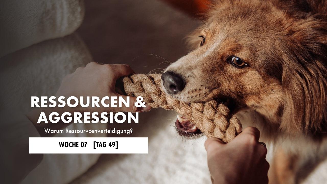 Dogo zerrt an einem Zerrdummy