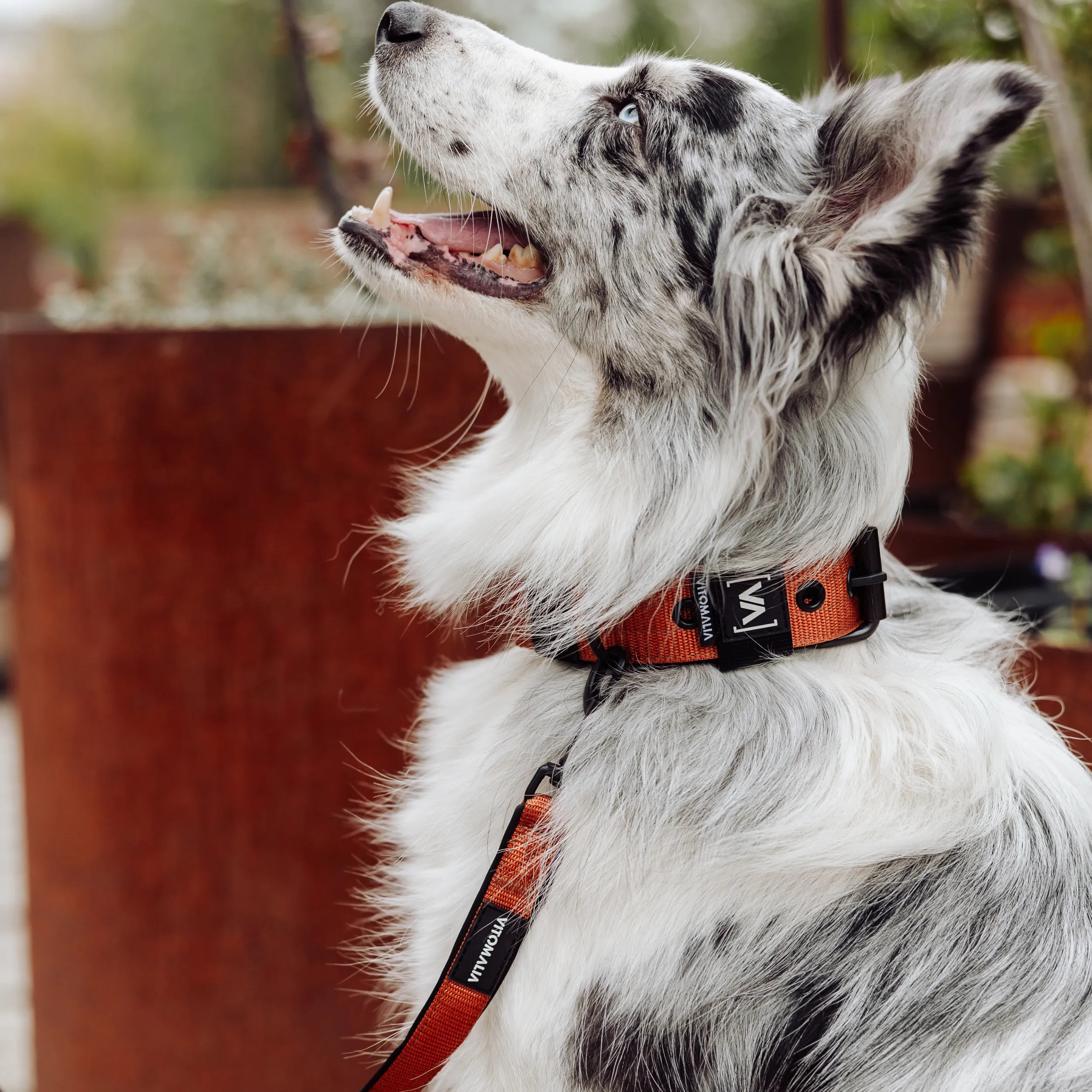 Hundeleine Classic Nero Edition Braun - mit Handschlaufe - Vitomalia - Hundeleine Classic Edition