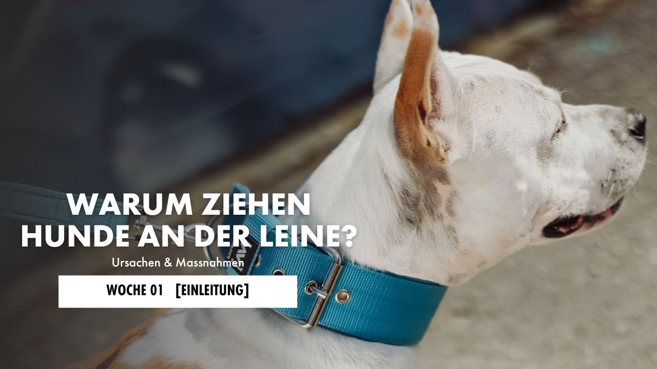 American Staffordshire Terrier zieht an der Leine