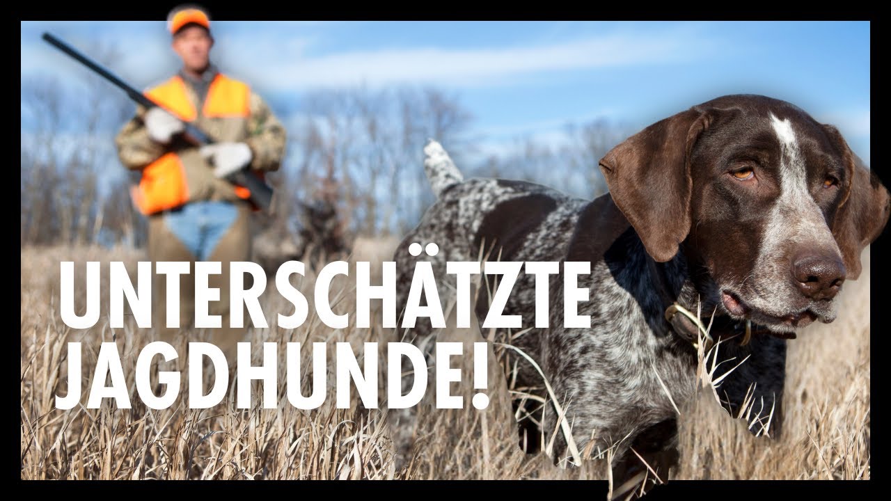 Richtige Hundewahl