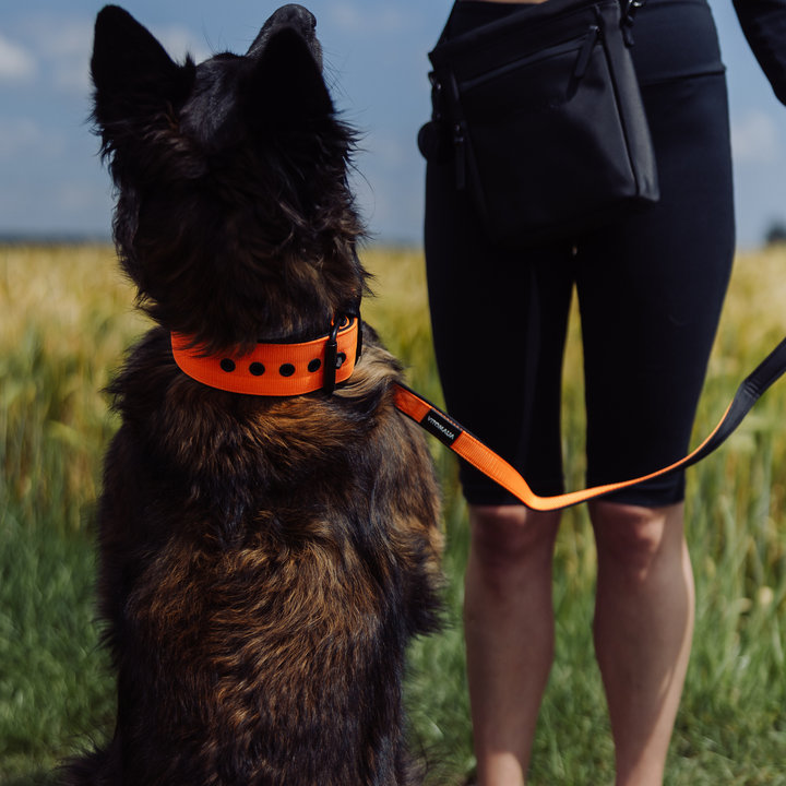 Klassisches Hundehalsband mit abstehender Innenfütterung - Nero Orange - Vitomalia - Hundehalsband Classic Edition