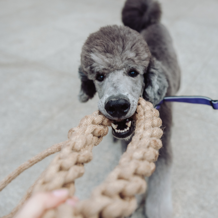 Geflochtener Zerr-Ring für Hunde: 100% Naturhanf, handgeknotet - Eco Tug - Vitomalia - 