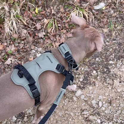 Bundle Outdoor Edition Antracite Set - Collare per cane, Pettorina per cane, Guinzaglio per cane